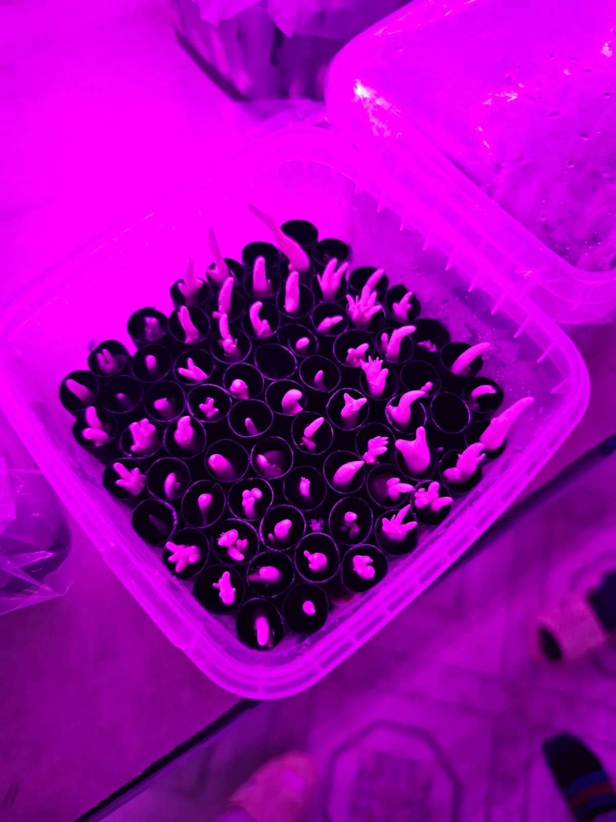Seedling Production